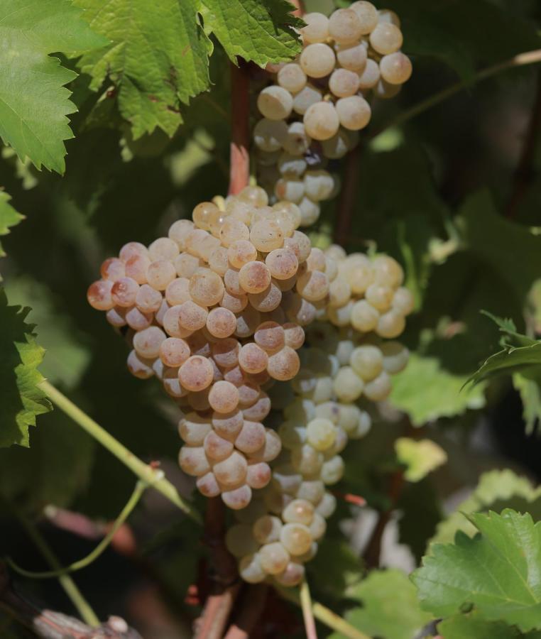 Santa Cruz do Douro Quinta De Beiredosヴィラ エクステリア 写真